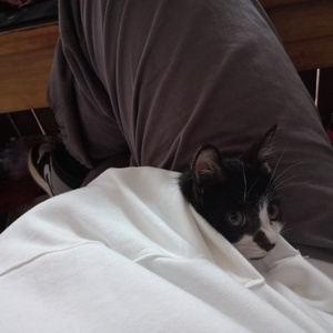 大全海报小鲤导航
