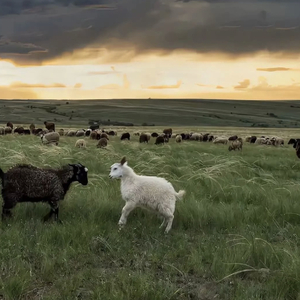 大全海报小鲤导航
